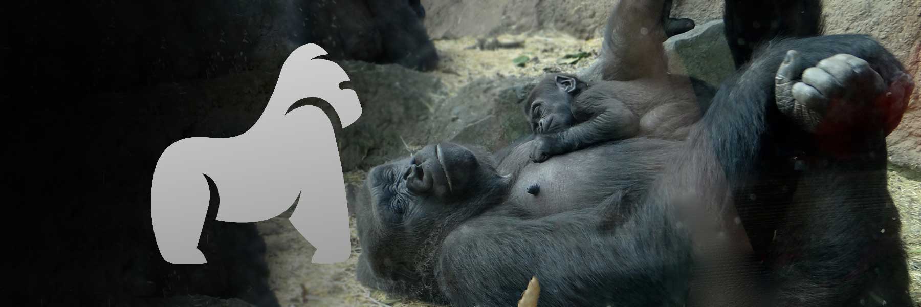 gorilla-gesund-wussten-sie-wie-gorillas-schlafen-600x600